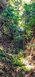 Plants: image 39 Of 208 Thumb